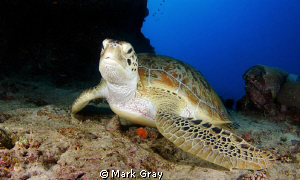 "THe lay about"....Green Turtle by Mark Gray 